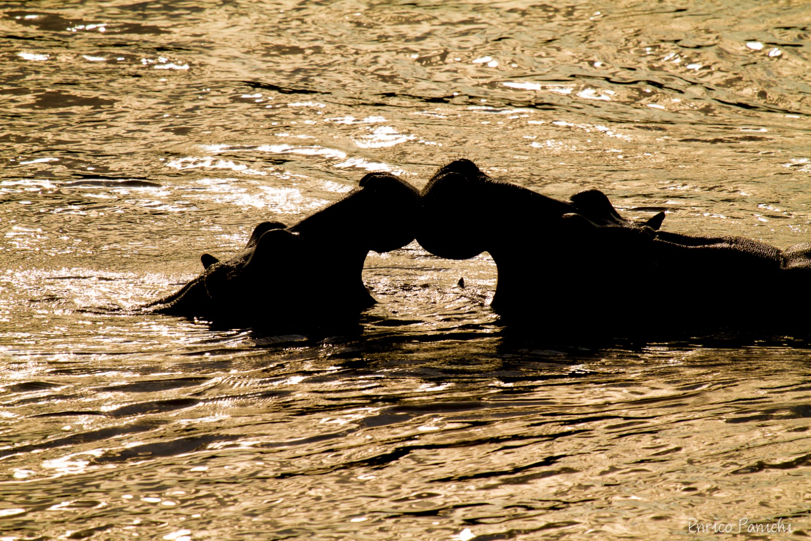 Luce sull’acqua — Un incontro di forme e riflessi.