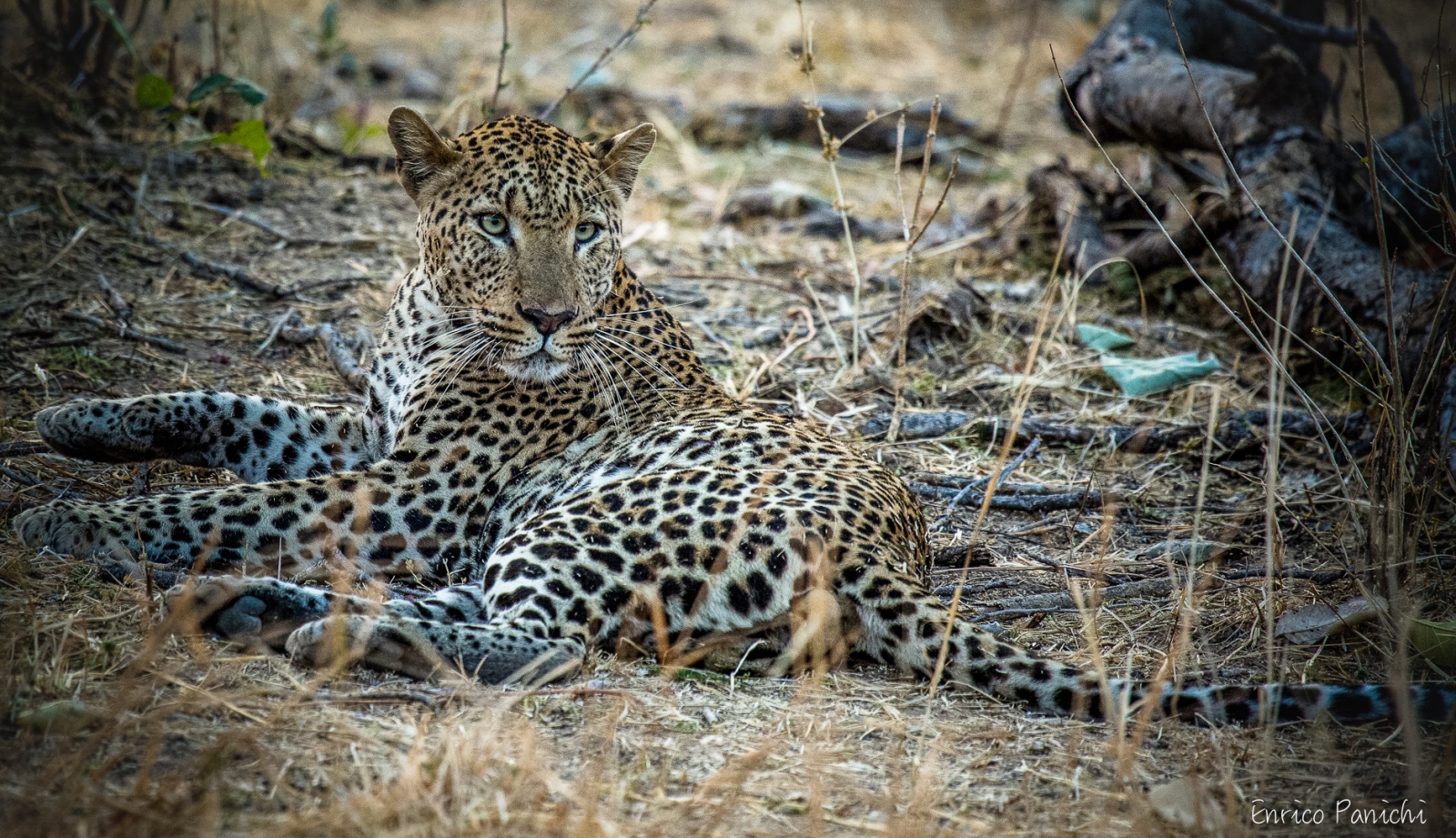Lo sguardo selvaggio — Il leopardo, tra attesa e movimento.
