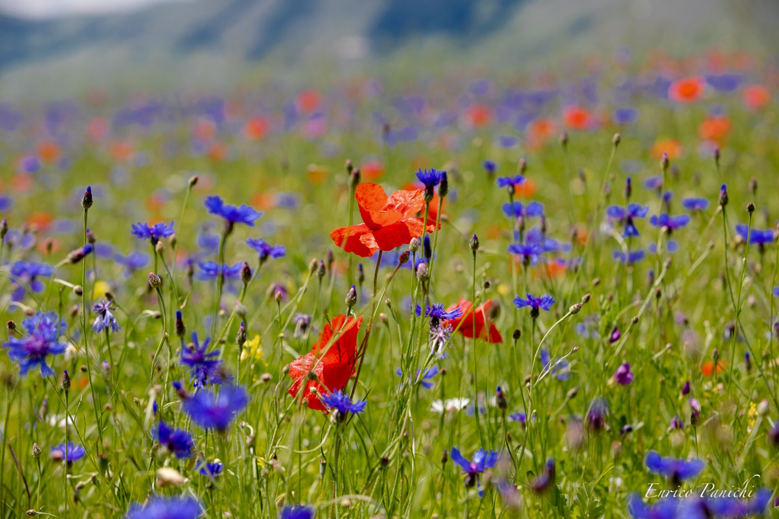 Fioritura a Castelluccio — Il paesaggio e i colori della fioritura.