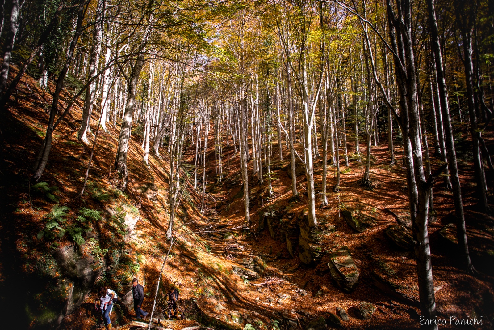 Festival del Fall Foliage Nel  Parco Nazionale delle Foreste Casentinesi · 009 — 