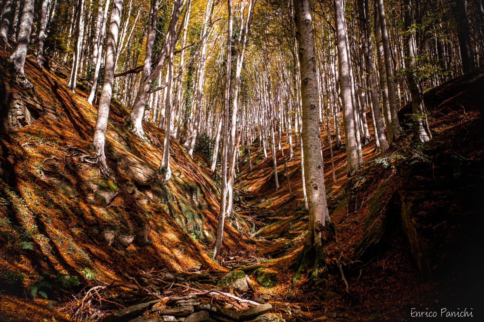 Festival del Fall Foliage Nel  Parco Nazionale delle Foreste Casentinesi · 008 — 