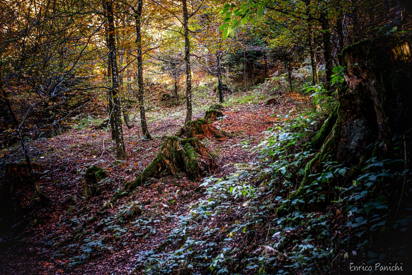 Festival del Fall Foliage Nel  Parco Nazionale delle Foreste Casentinesi · 002 — 