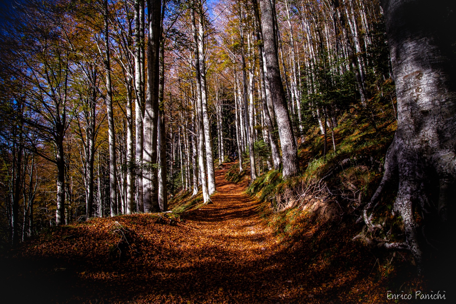 Festival del Fall Foliage Nel  Parco Nazionale delle Foreste Casentinesi · 013 — 