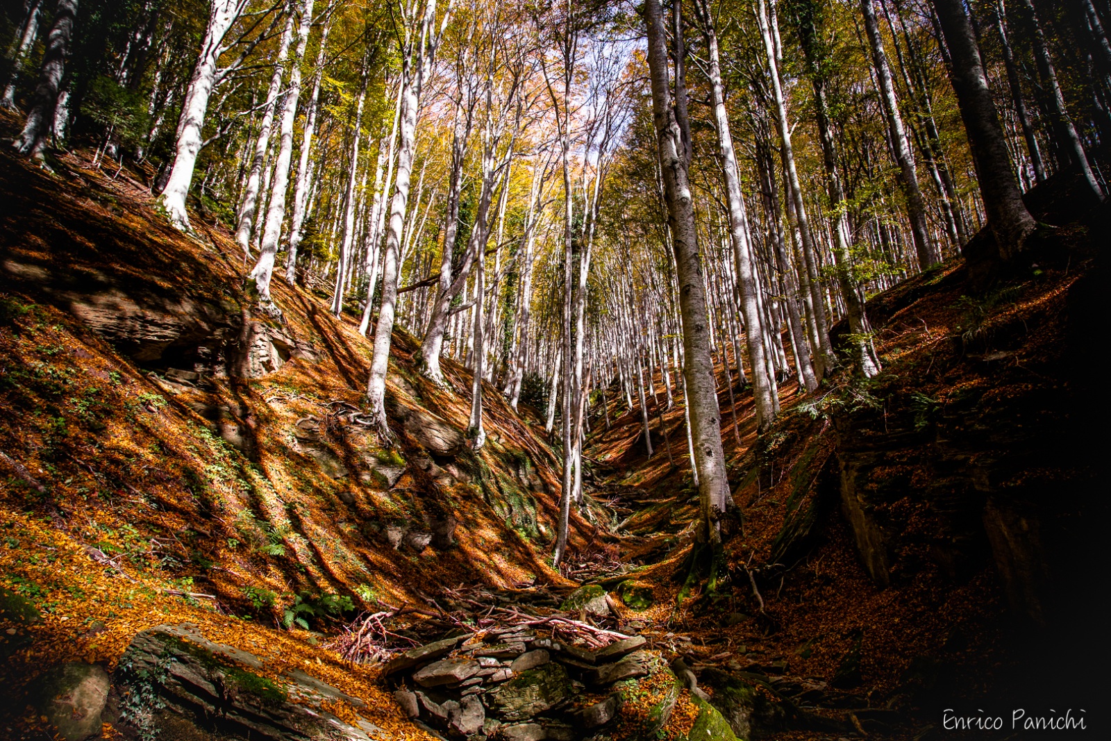 Festival del Fall Foliage Nel  Parco Nazionale delle Foreste Casentinesi · 014 — 
