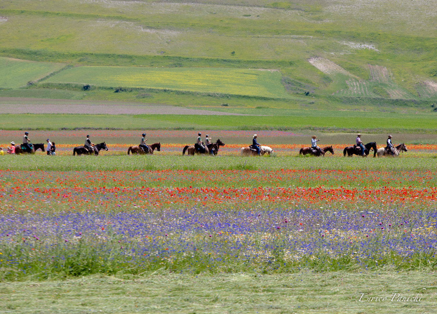 Castelluccio di Norcia Fioritura 2020 · 015 — 