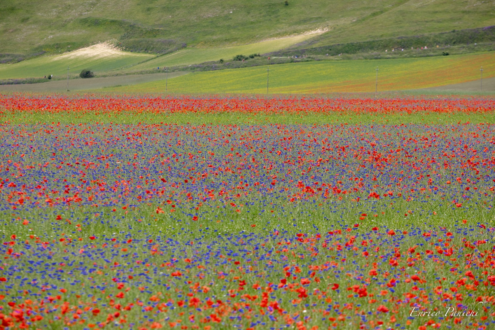 Castelluccio di Norcia Fioritura 2020 · 016 — 