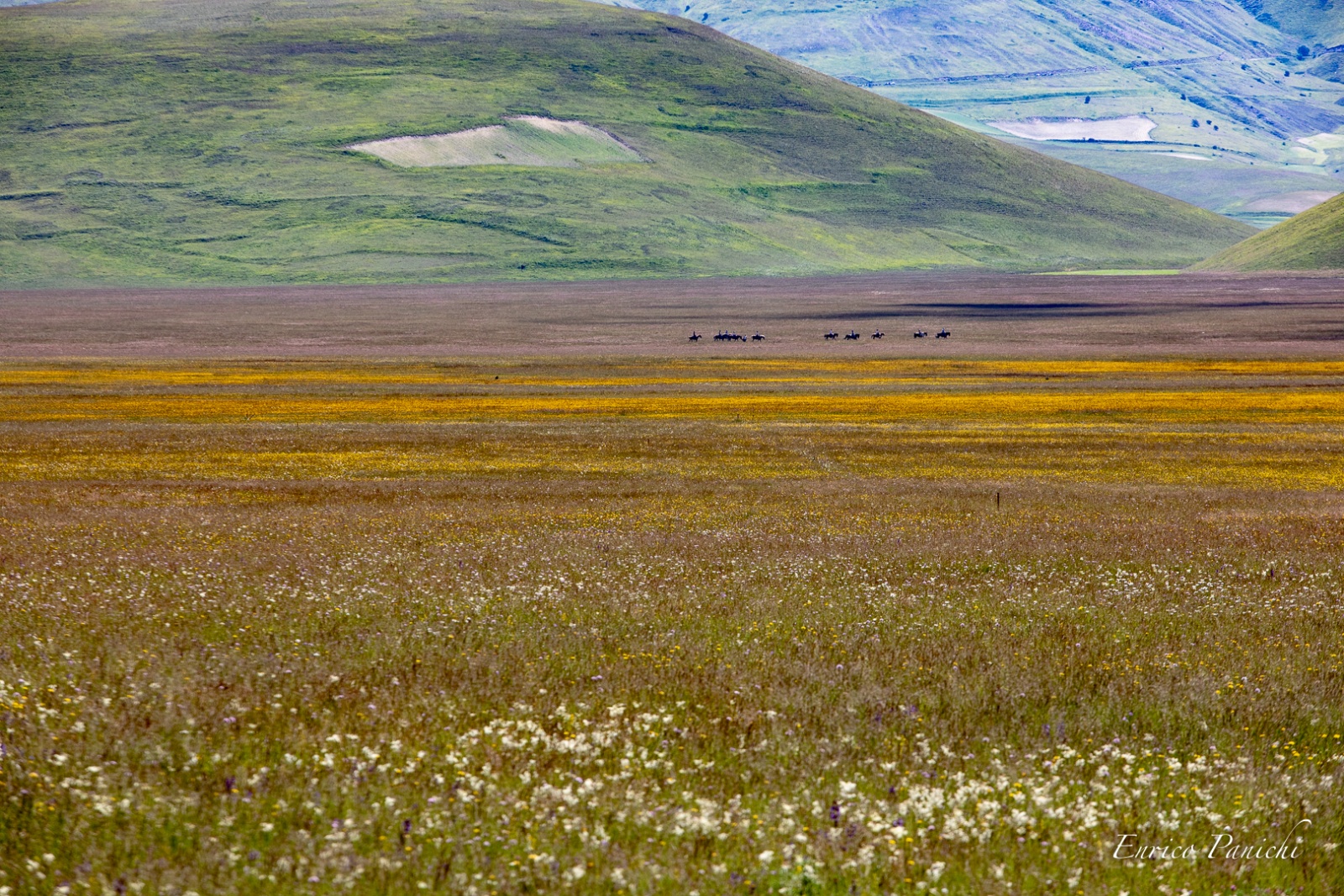 Castelluccio di Norcia Fioritura 2020 · 024 — 