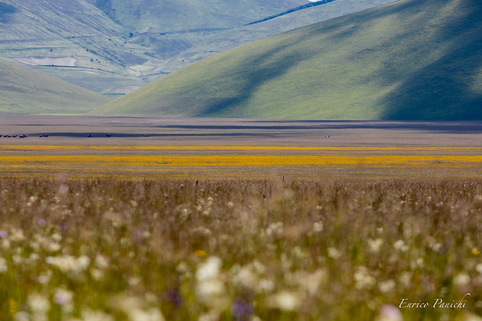 Castelluccio di Norcia Fioritura 2020 · 021 — 