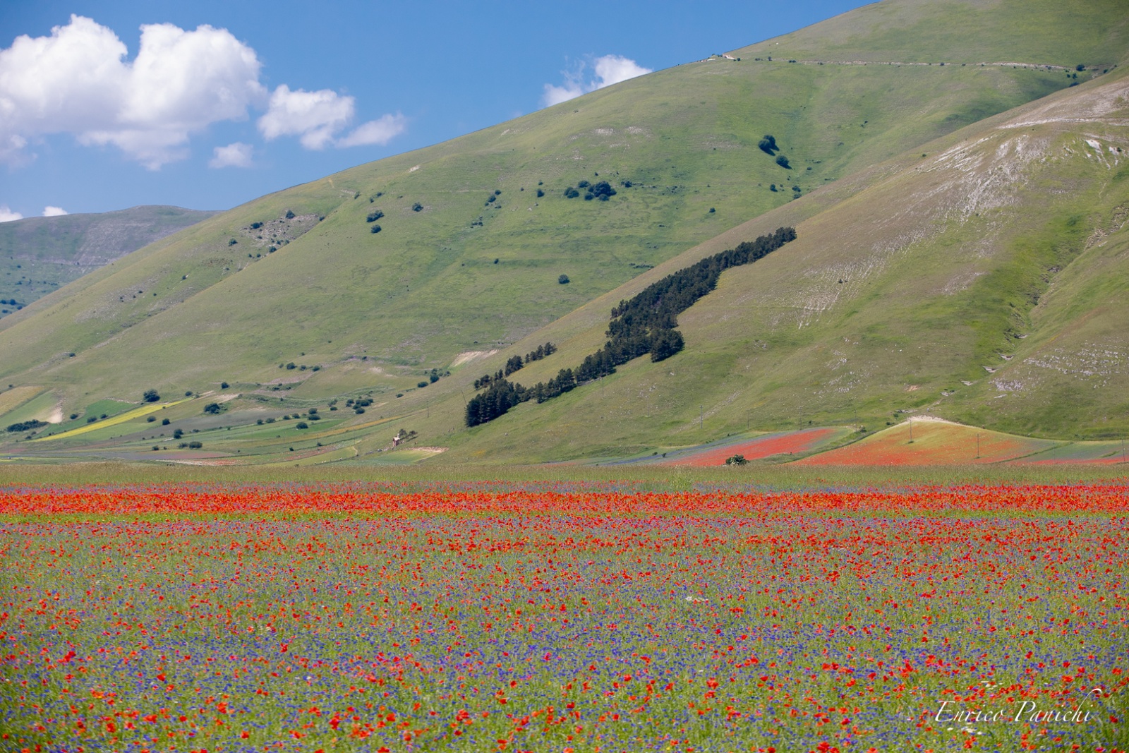 Castelluccio di Norcia Fioritura 2020 · 014 — 