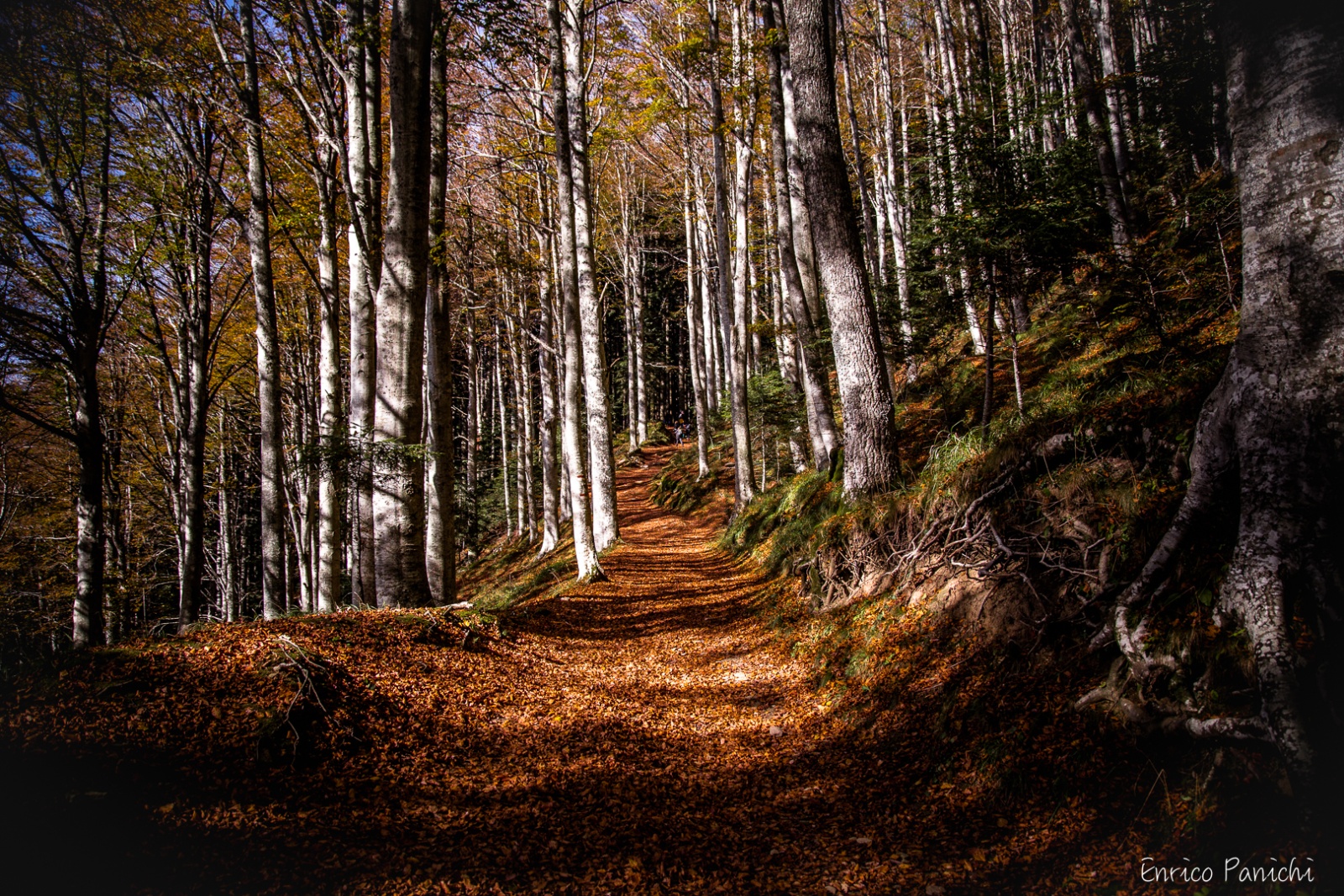 Festival del Fall Foliage Nel  Parco Nazionale delle Foreste Casentinesi · 012 — 
