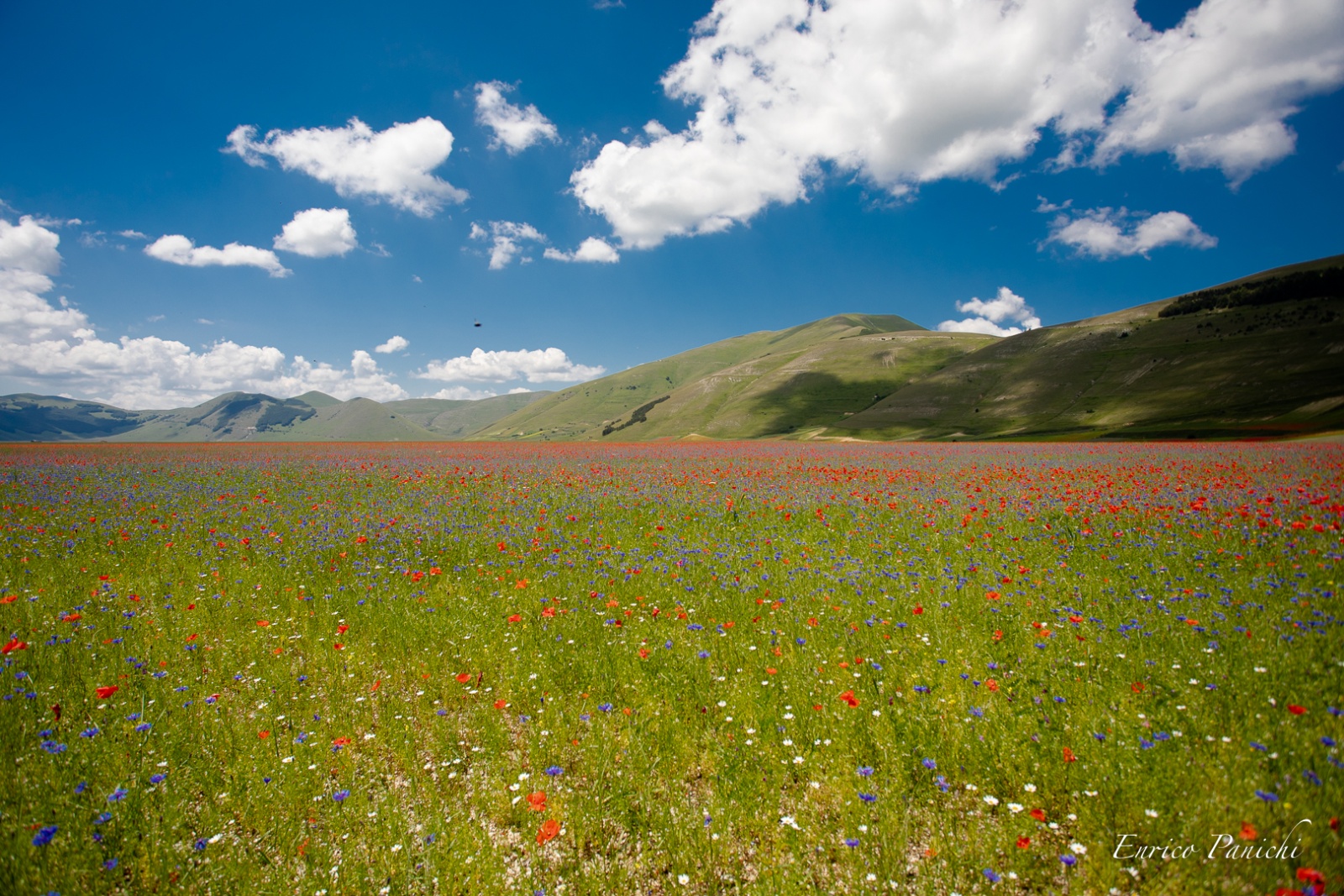 Castelluccio di Norcia Fioritura 2020 · 013 — 