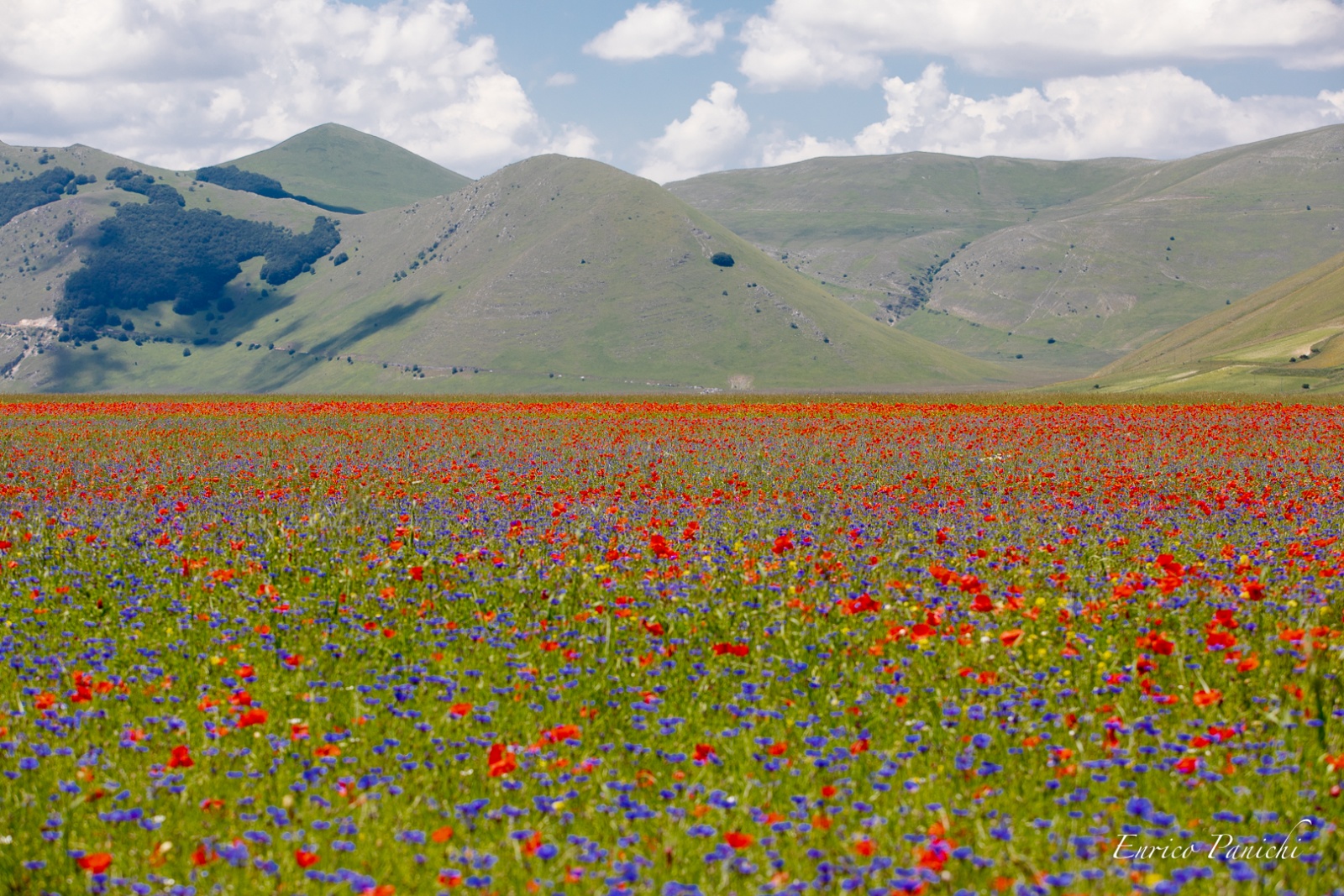 Castelluccio di Norcia Fioritura 2020 · 018 — 