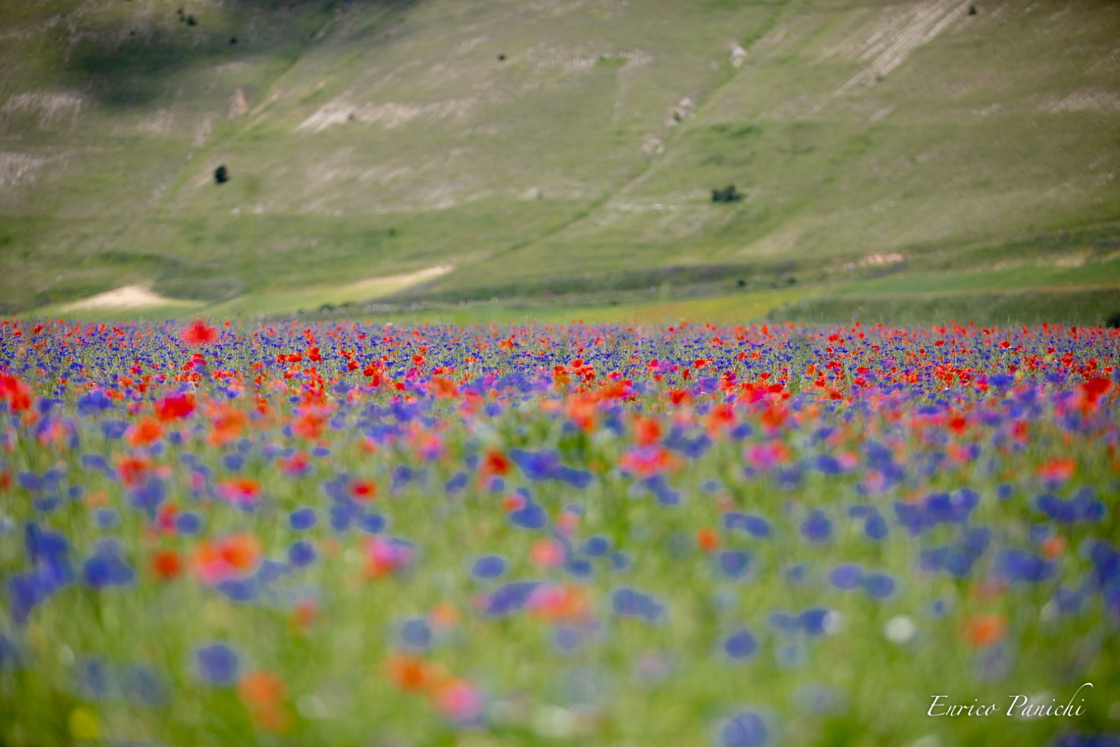 Castelluccio di Norcia Fioritura 2020 · 019 — 