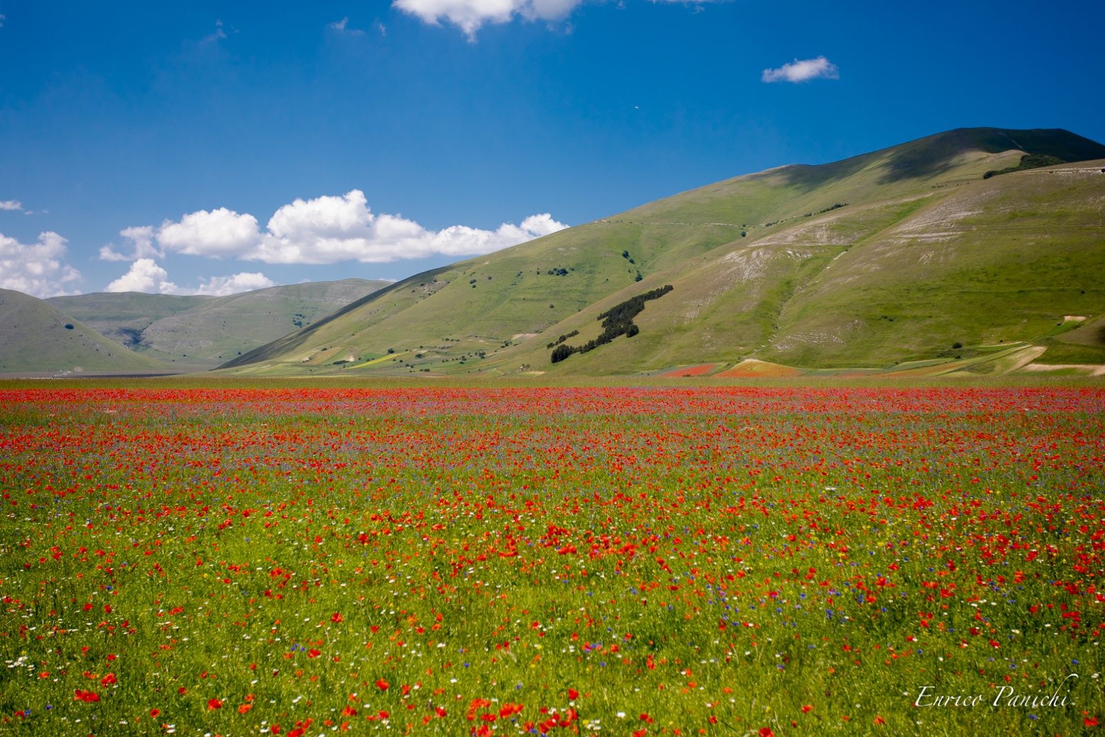 Castelluccio di Norcia Fioritura 2020 · 008 — 