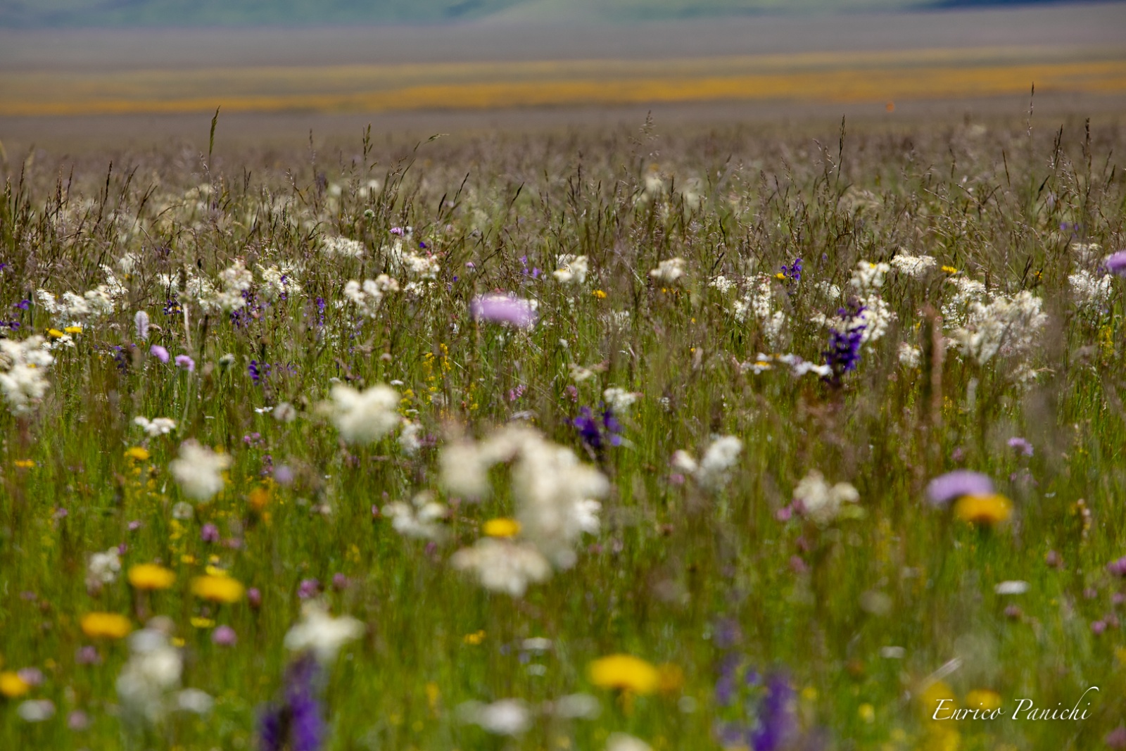 Castelluccio di Norcia Fioritura 2020 · 020 — 