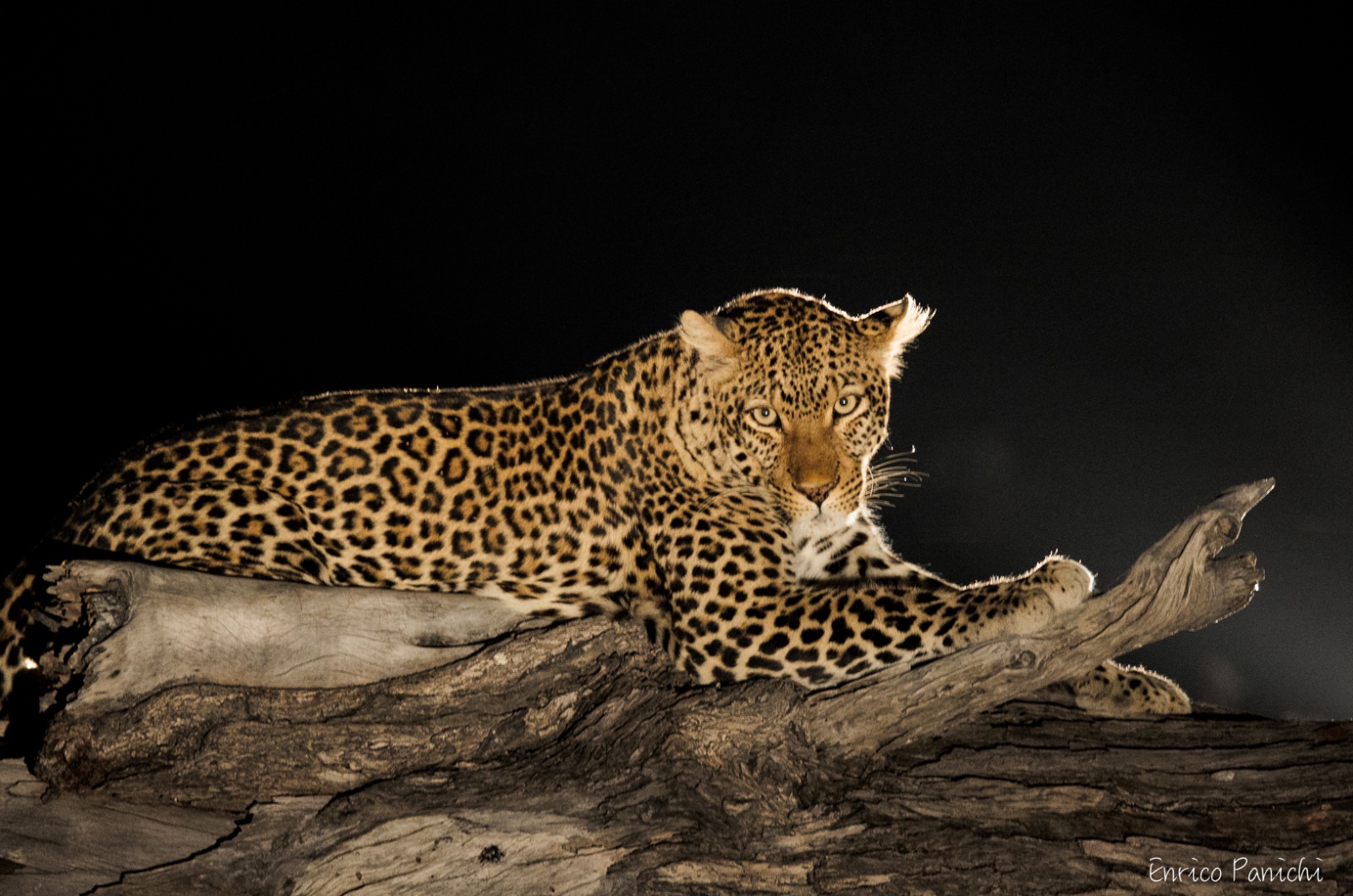 Un leopardo illuminato nella notte africana, fotografia di Enrico Panichi